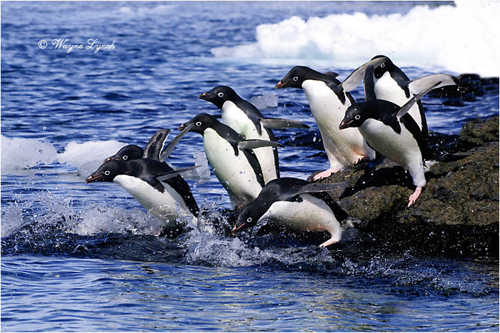Adelie Penguins by Dr. Wayne Lynch &copy;